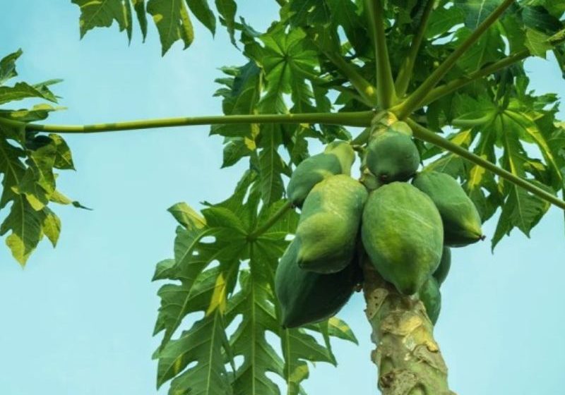  ആര്‍ത്തവം ക്രമത്തിലാക്കാൻ പച്ചപപ്പായ